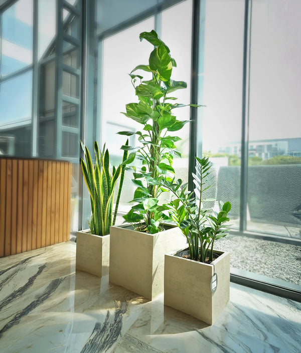 Hard to Kill Plants Bundle