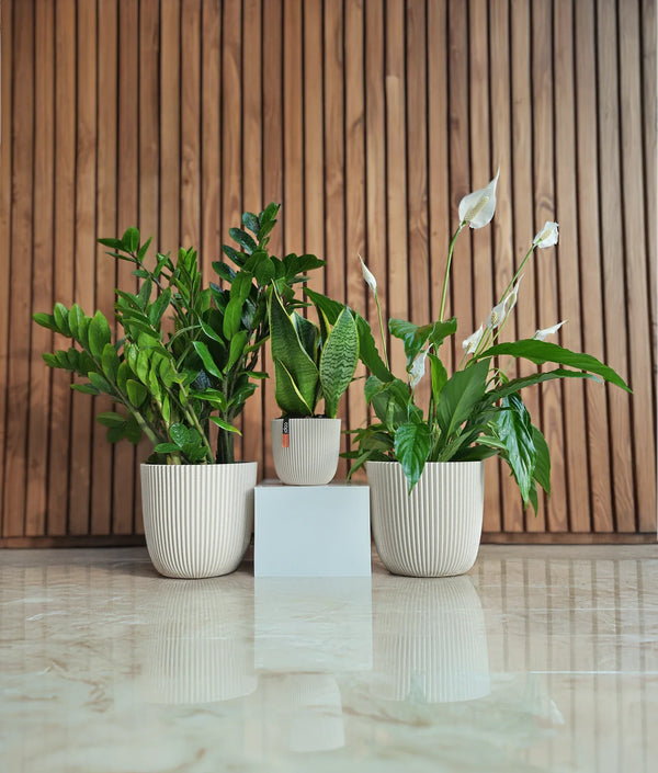 Premium Low-Light Bundle