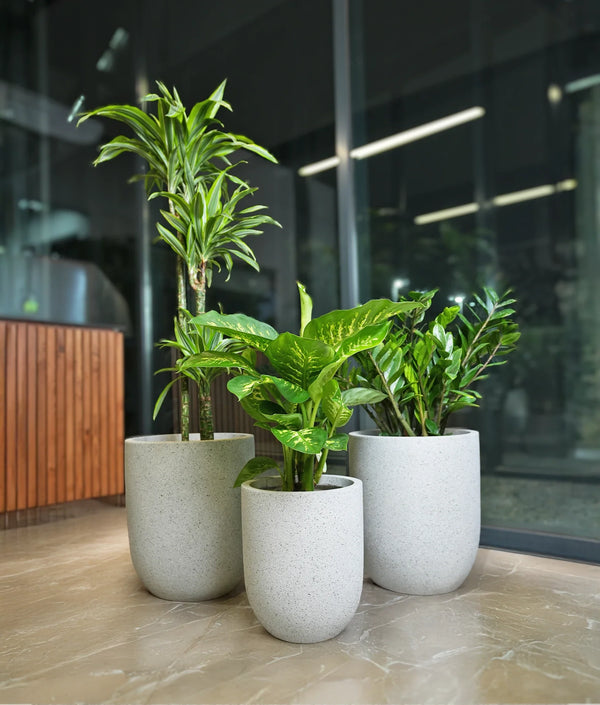 Premium Indoor Plant Bundle