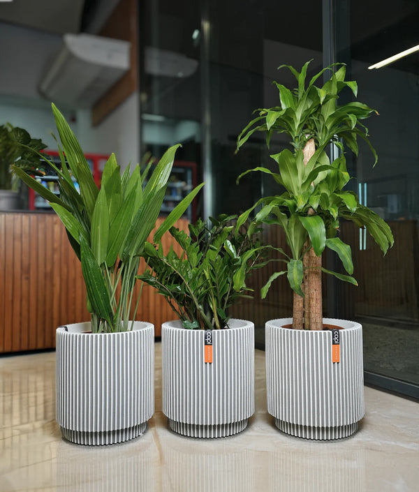 Low-Light Luxe Bundle