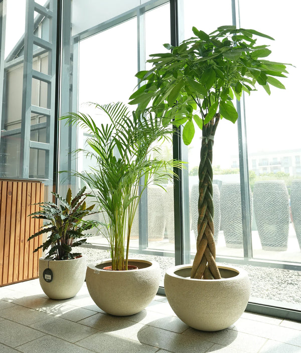 Pet Friendly Plants Bundle