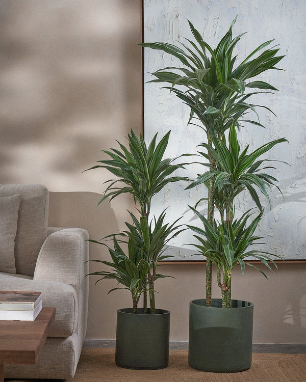 White Stripe Dragon Tree