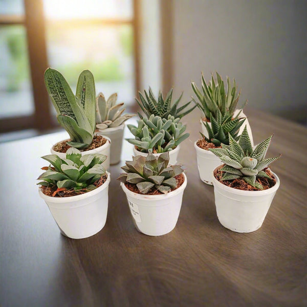 Succulent Bundle