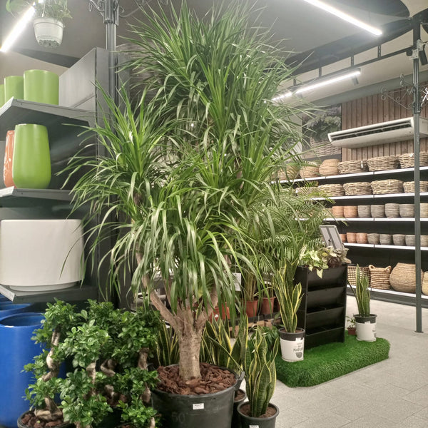 Succulent Dracaena Draco (Yucca | Dragon tree) | Multi-Stem